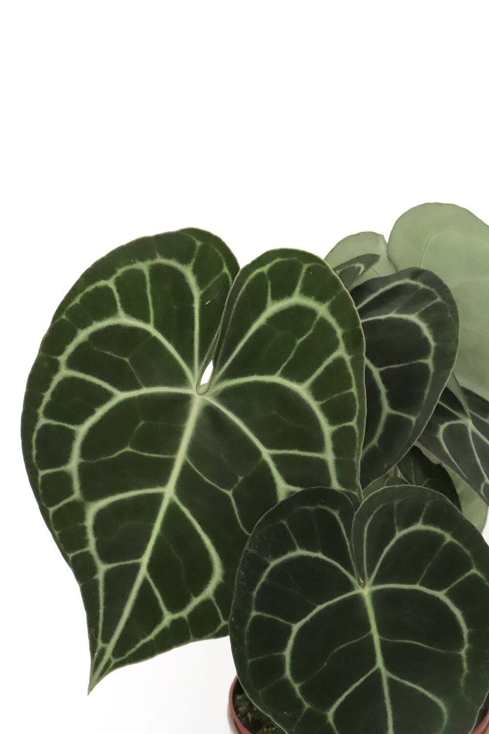 rsz_anthurium-clarinervium-zoom-planthiza