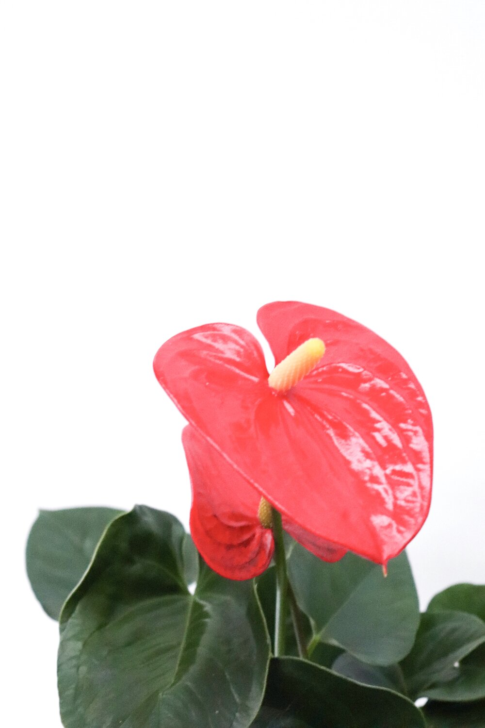 Antúrio - Image 2