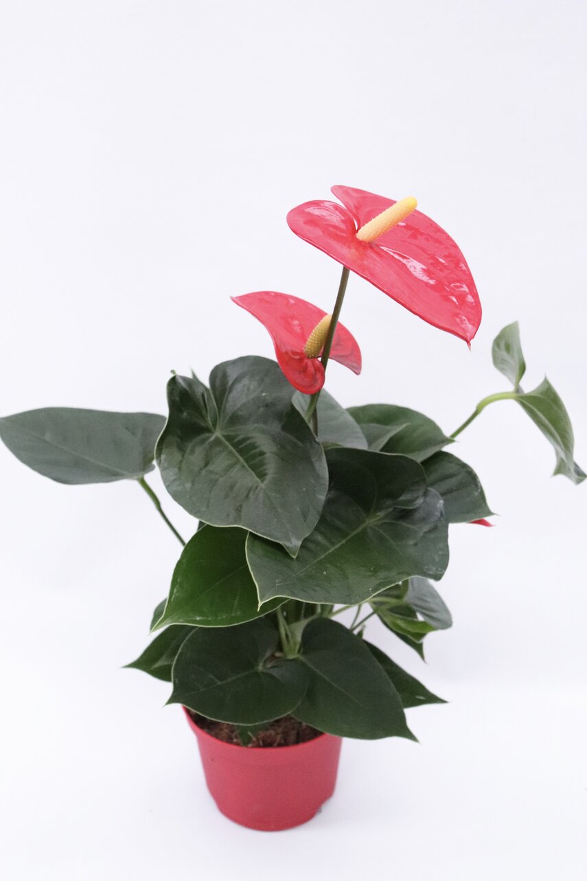 Antúrio - Image 3