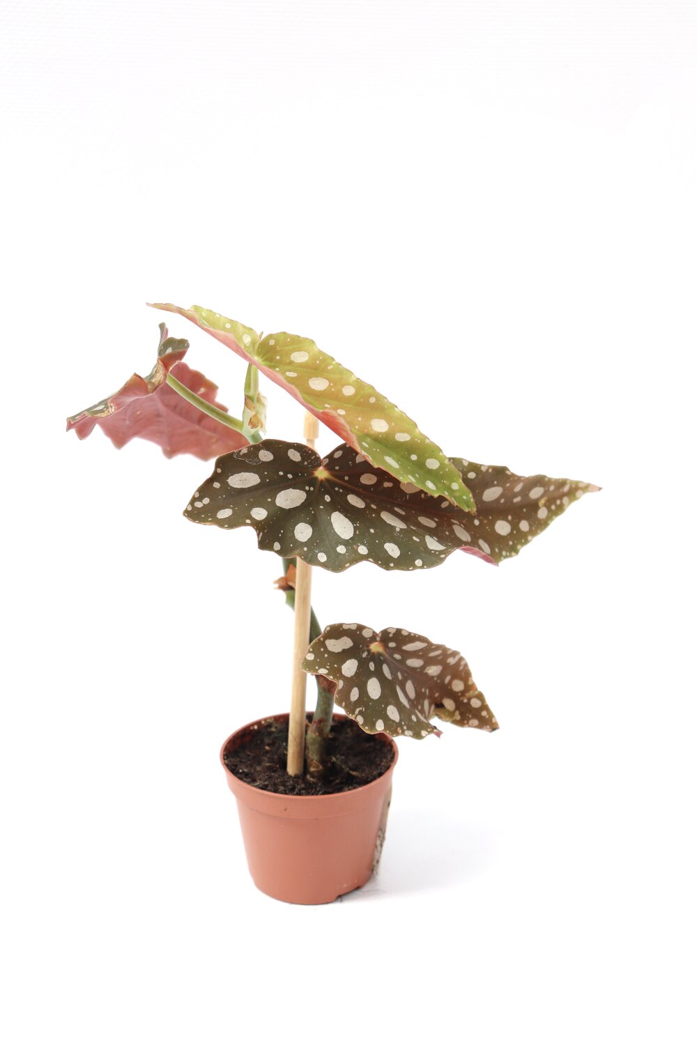 Begonia maculata - Image 2