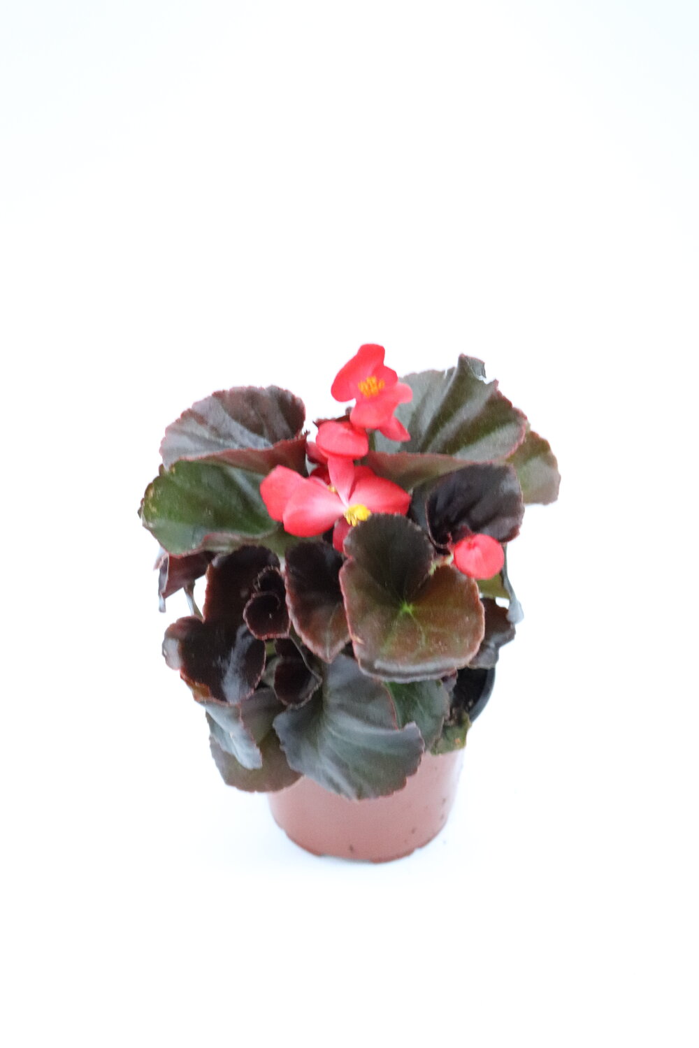 Begonia-sempre-em-flor - Image 4