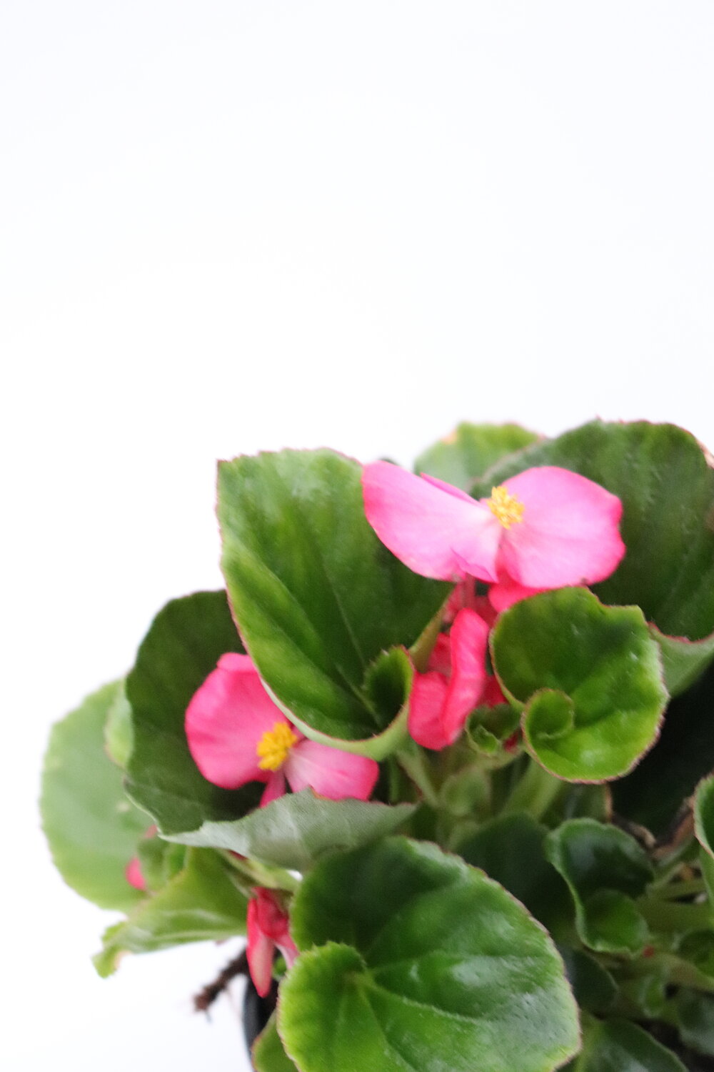 Begonia-sempre-em-flor