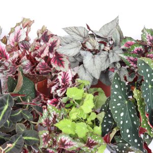 Begonia