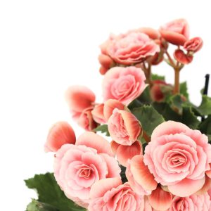 Begonia elatior