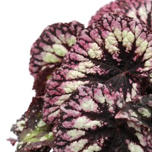 Begonia rex 'Fireworks'