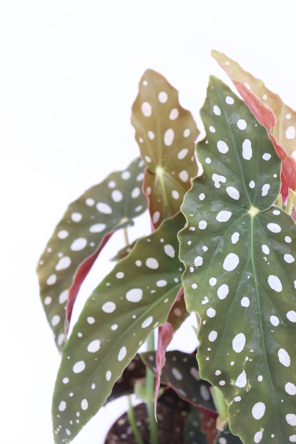 Begonia maculata - Image 5
