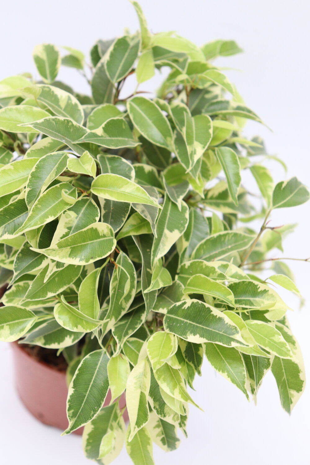 Ficus benjamina 'Golden King' - Image 2