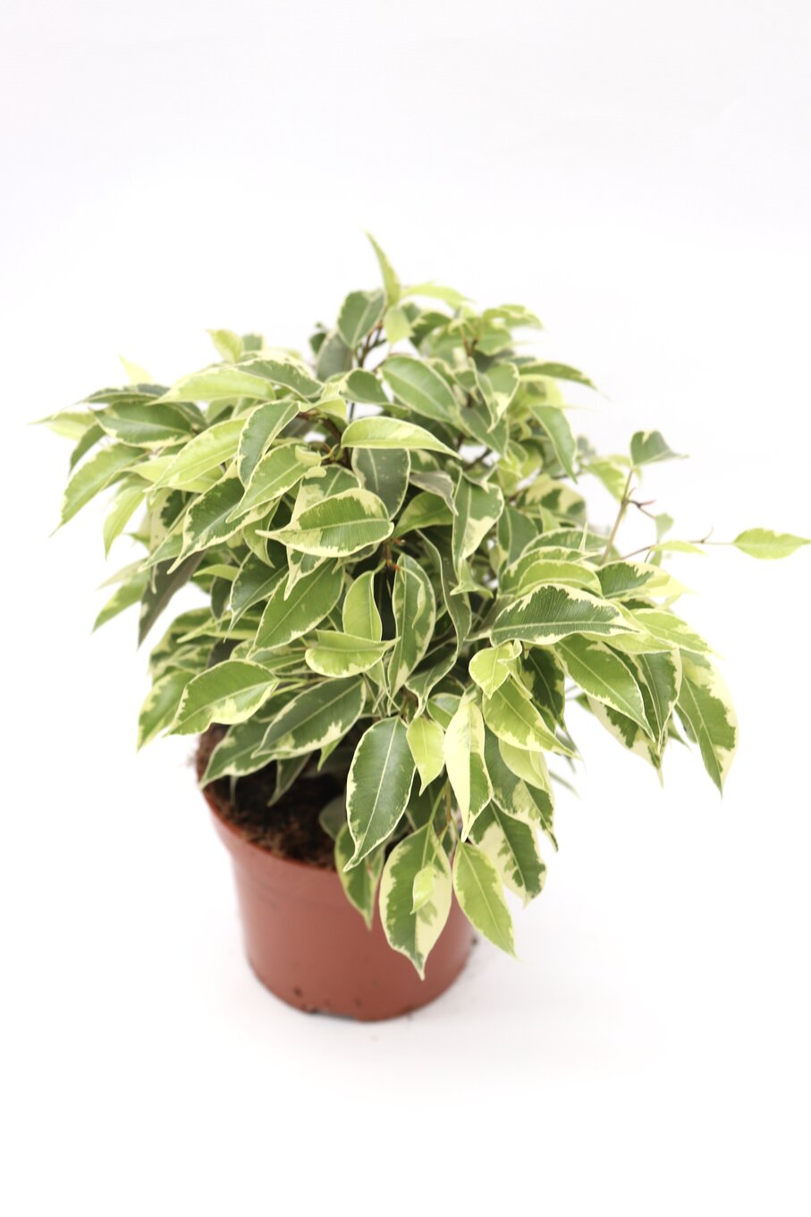 Ficus benjamina 'Golden King' - Image 3