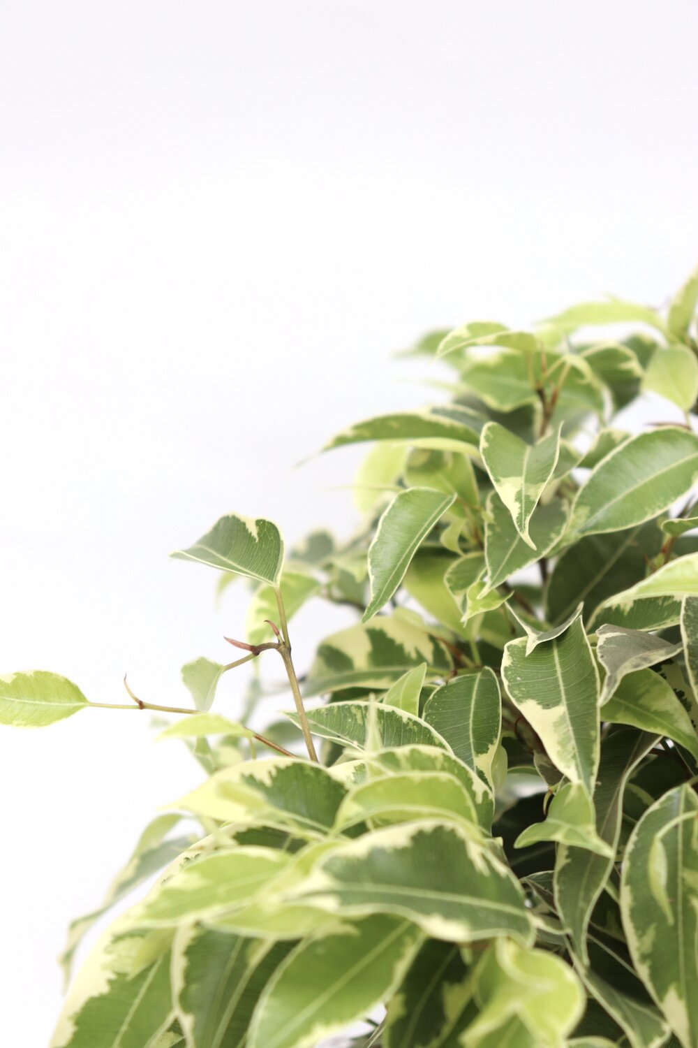 Ficus benjamina 'Golden King'