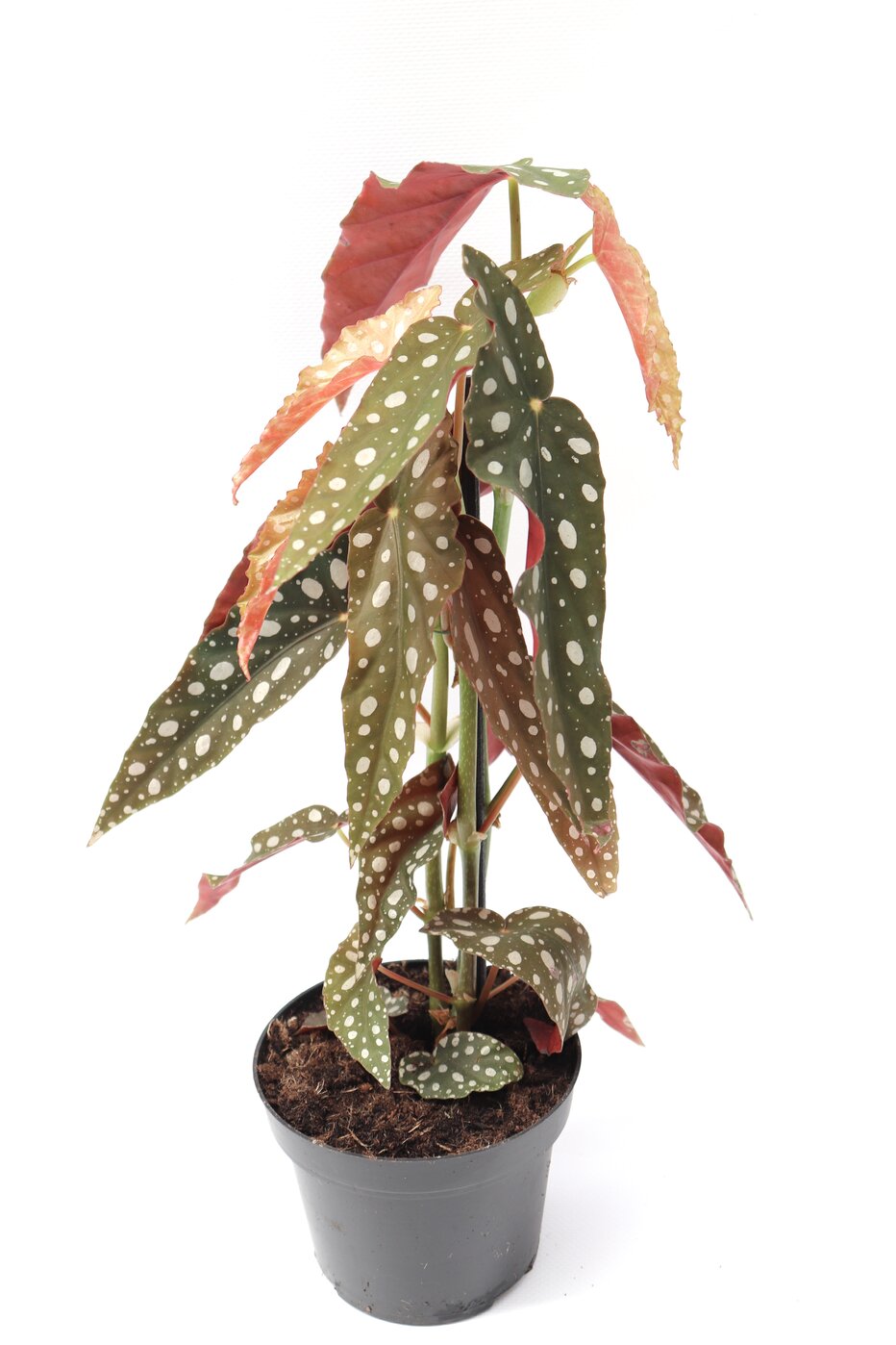 Begonia maculata - Image 3