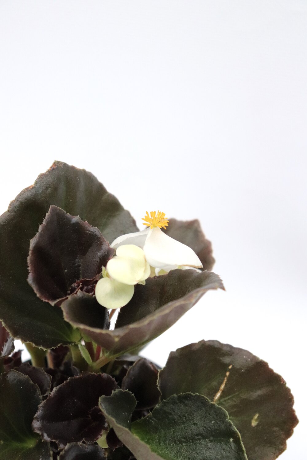 Begonia-sempre-em-flor - Image 10