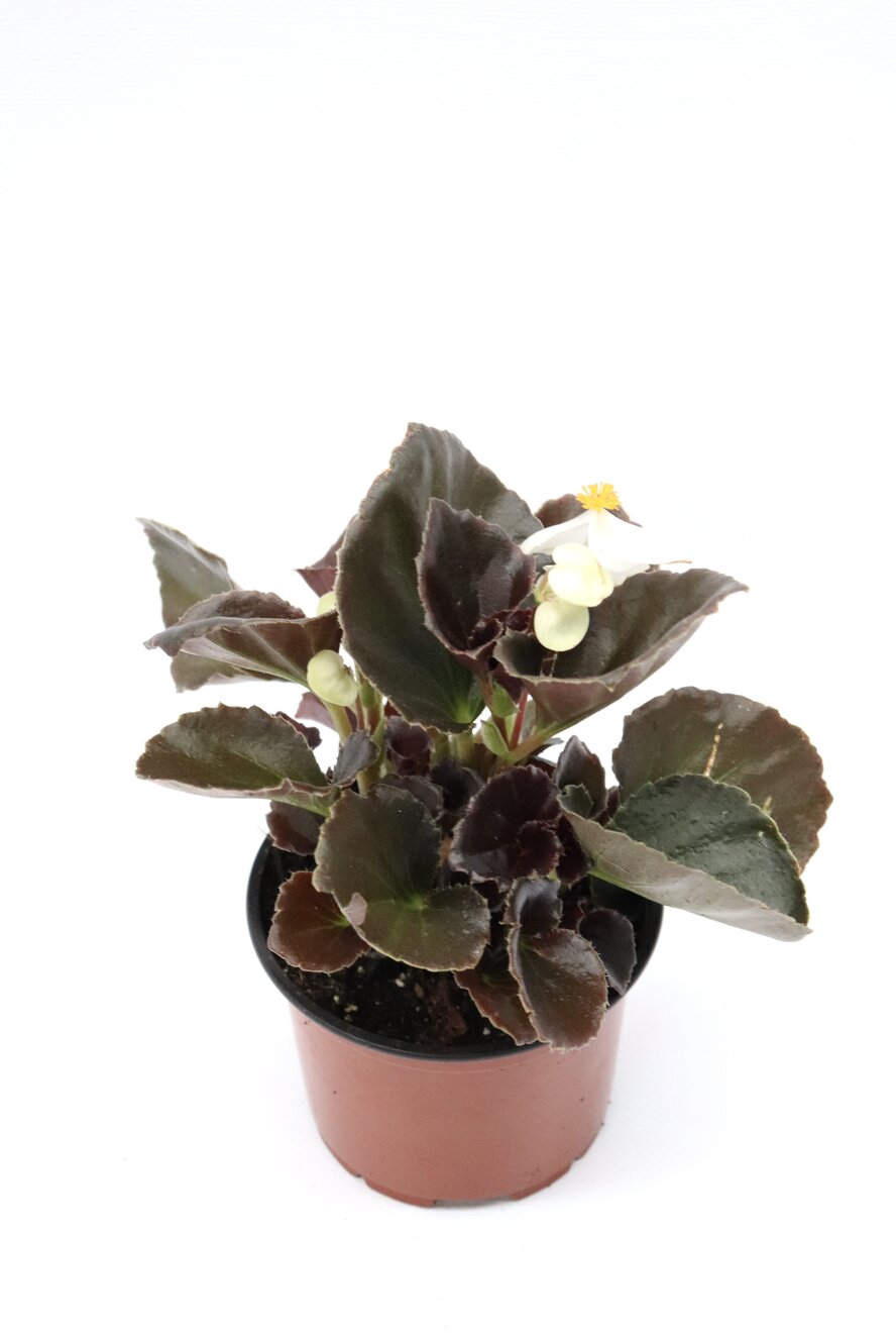 Begonia-sempre-em-flor - Image 6