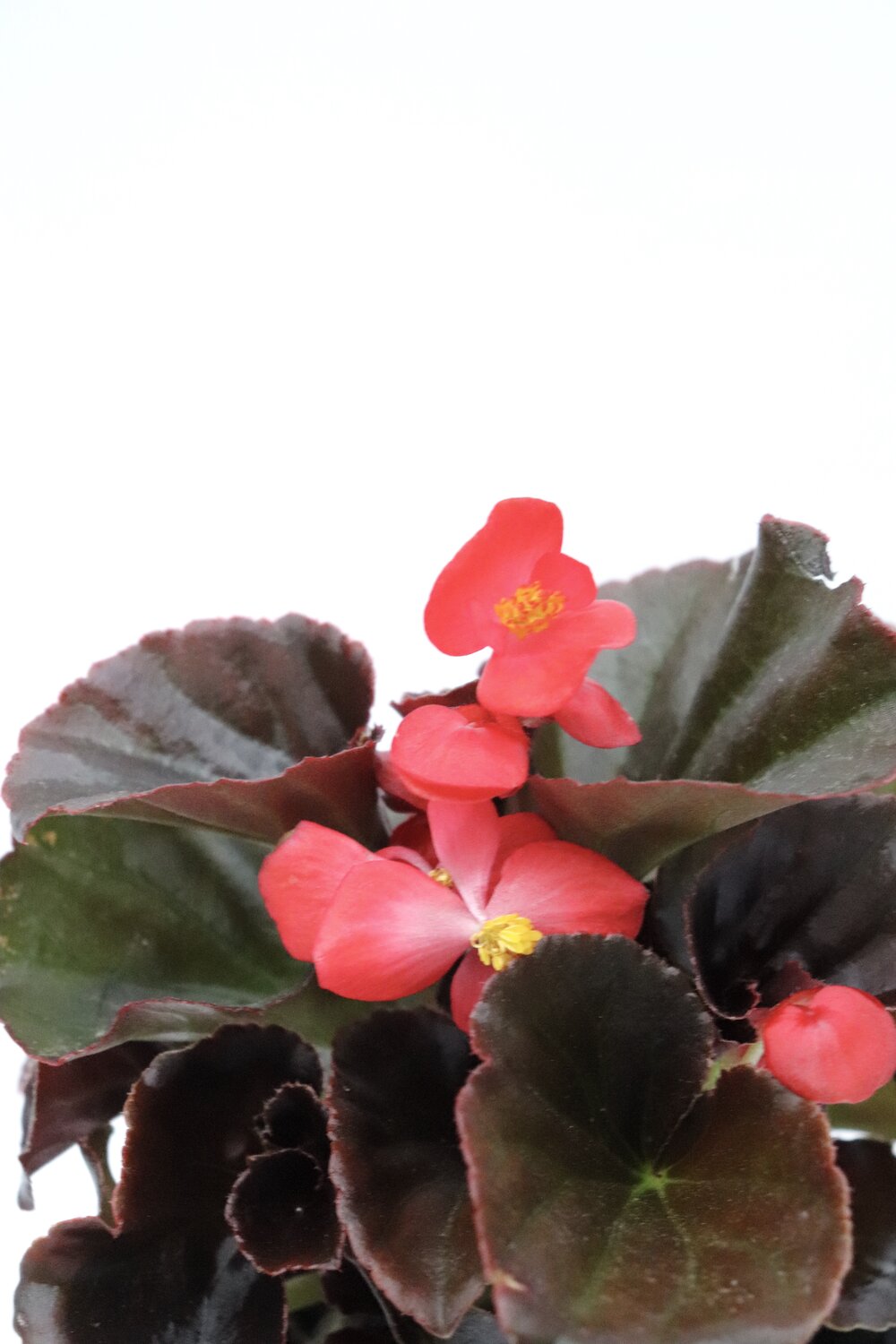 Begonia-sempre-em-flor - Image 8
