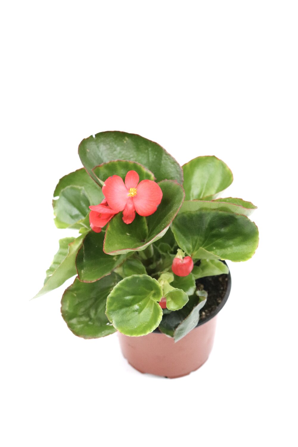Begonia-sempre-em-flor - Image 2