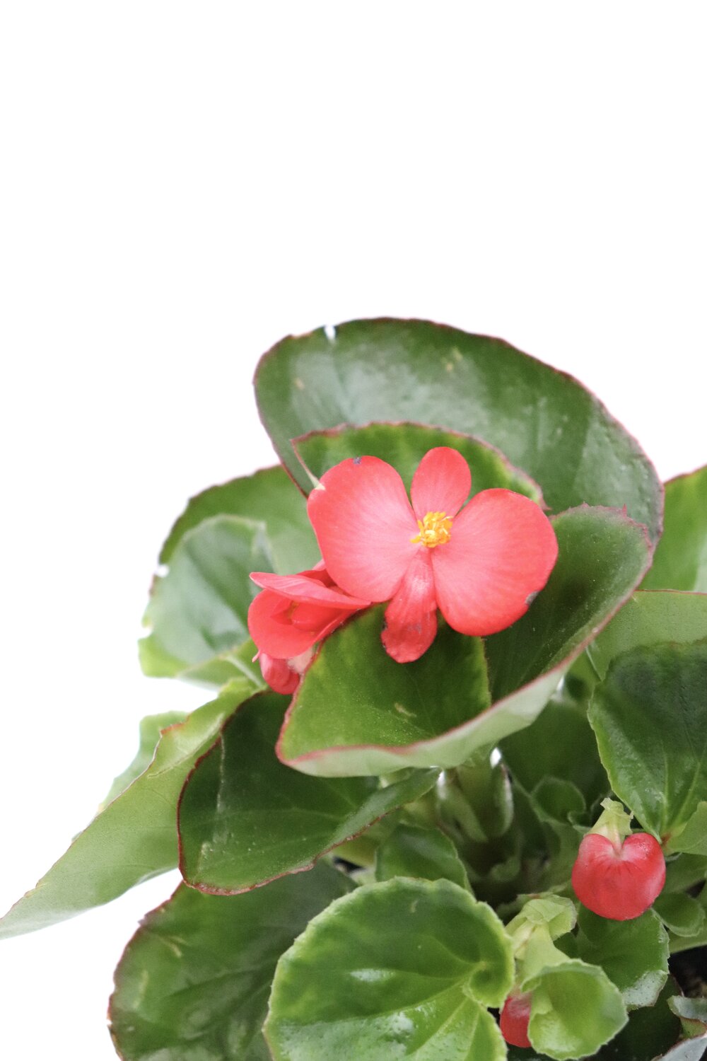 Begonia-sempre-em-flor - Image 7