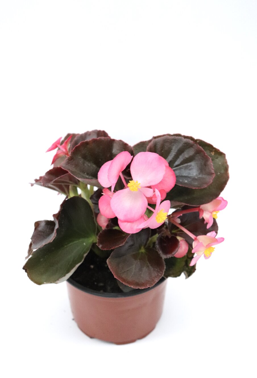Begonia-sempre-em-flor - Image 5