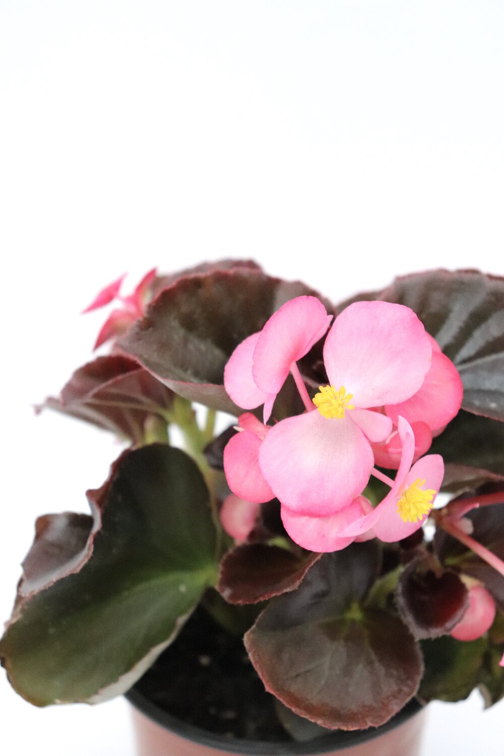 Begonia-sempre-em-flor - Image 9