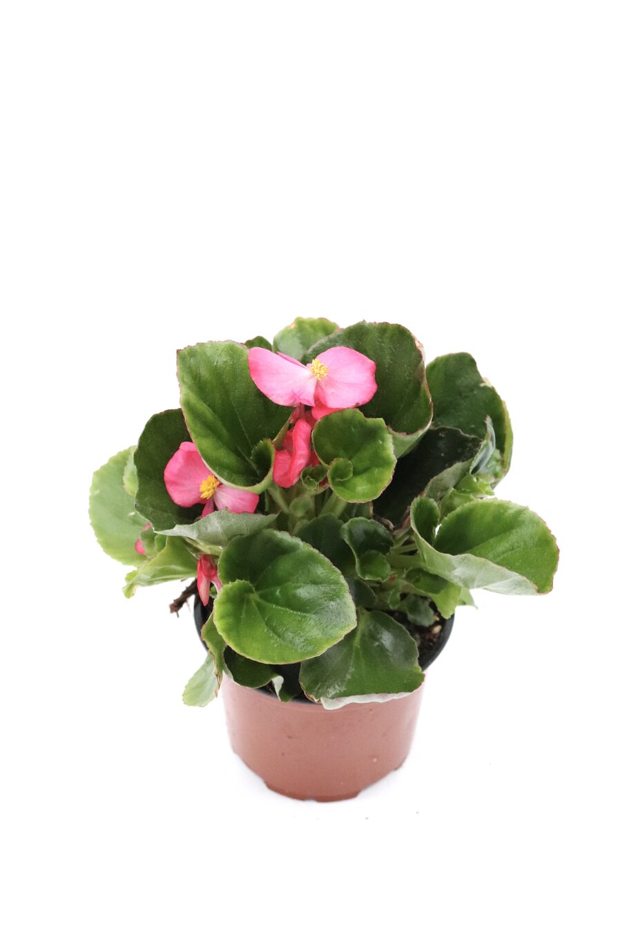 Begonia-sempre-em-flor - Image 3