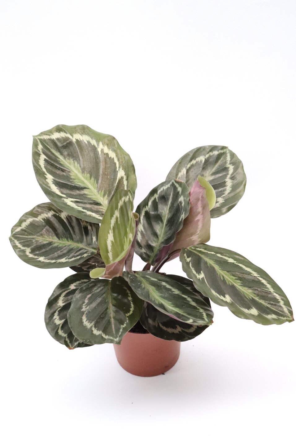 Calathea roseopicta 'Medallion' - Image 2