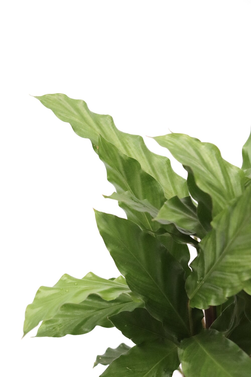 Calathea rufibarba - Image 5