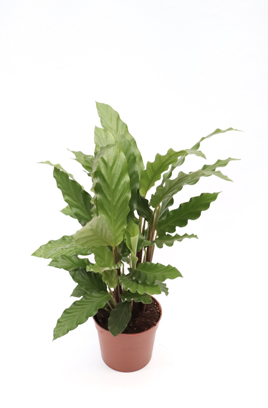 Calathea rufibarba - Image 6