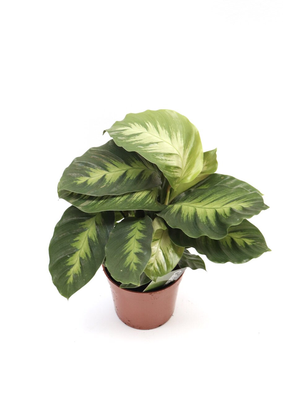 Calathea 'Albertii' - Image 2