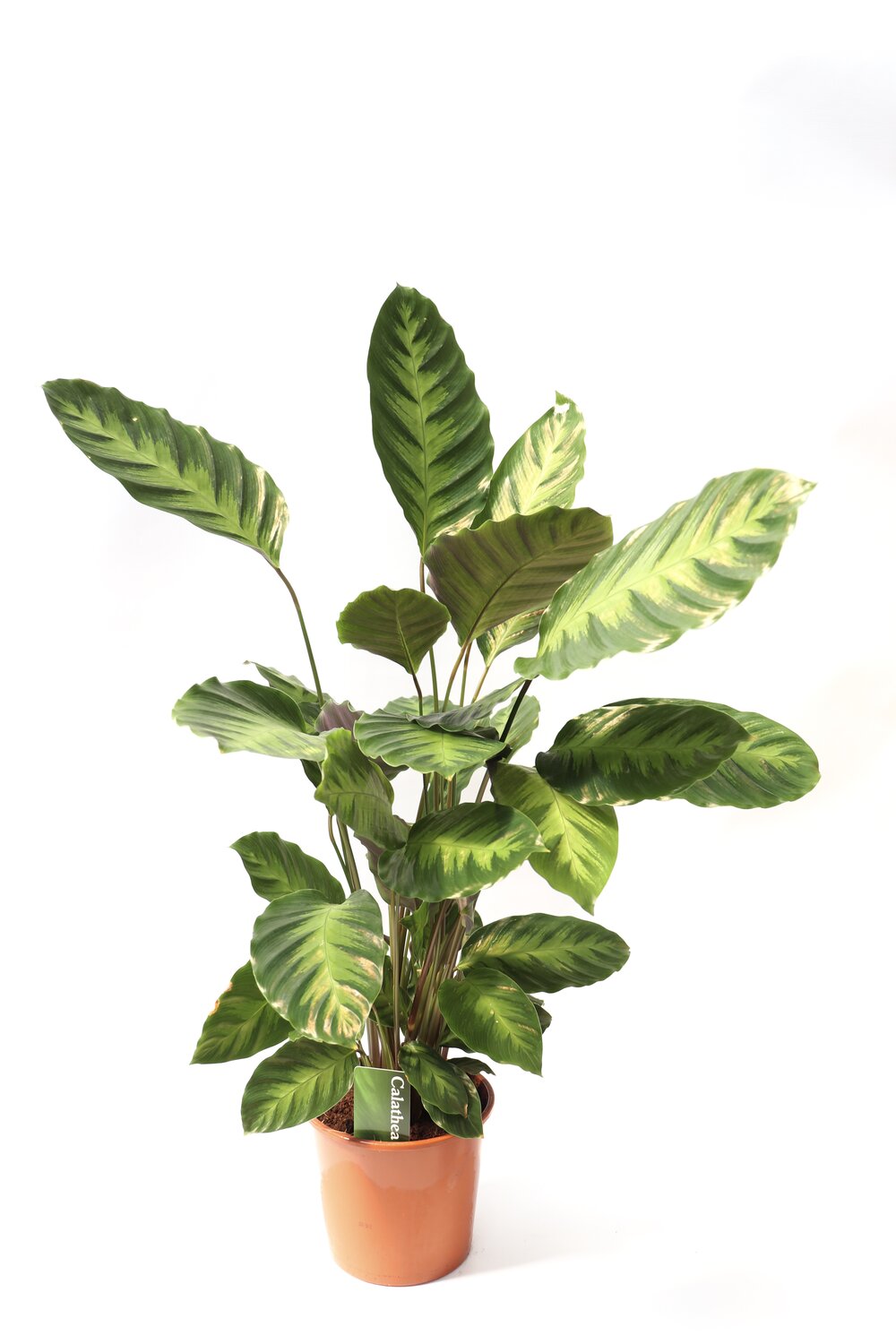 Calathea 'Albertii' - Image 3