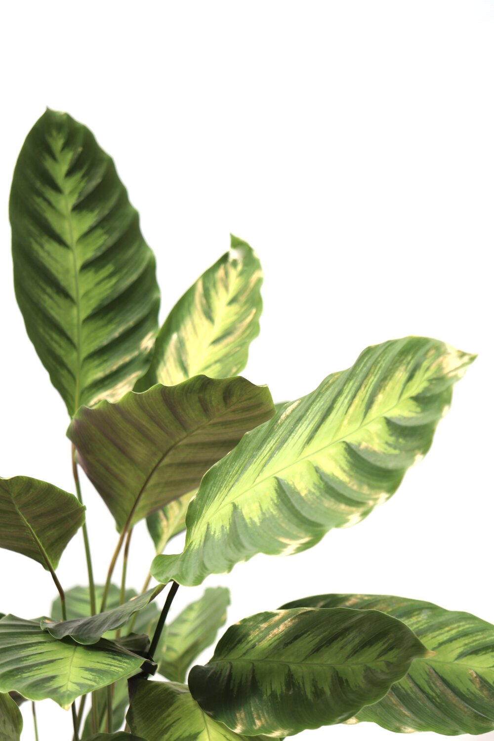 Calathea 'Albertii'