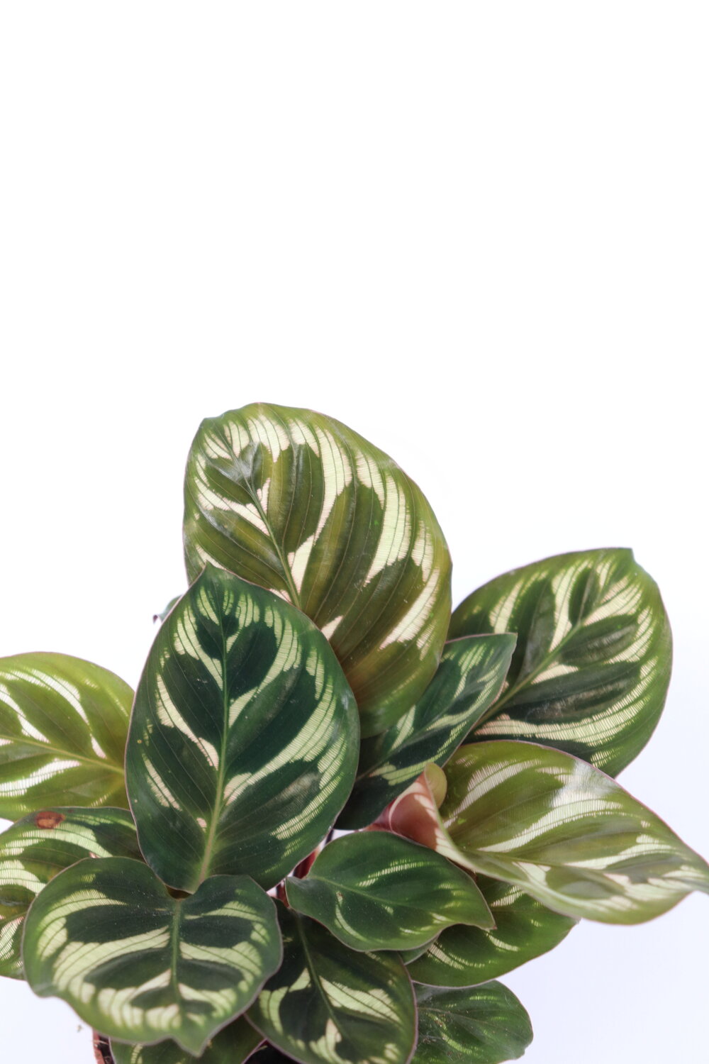 Calathea makoyana - Image 2