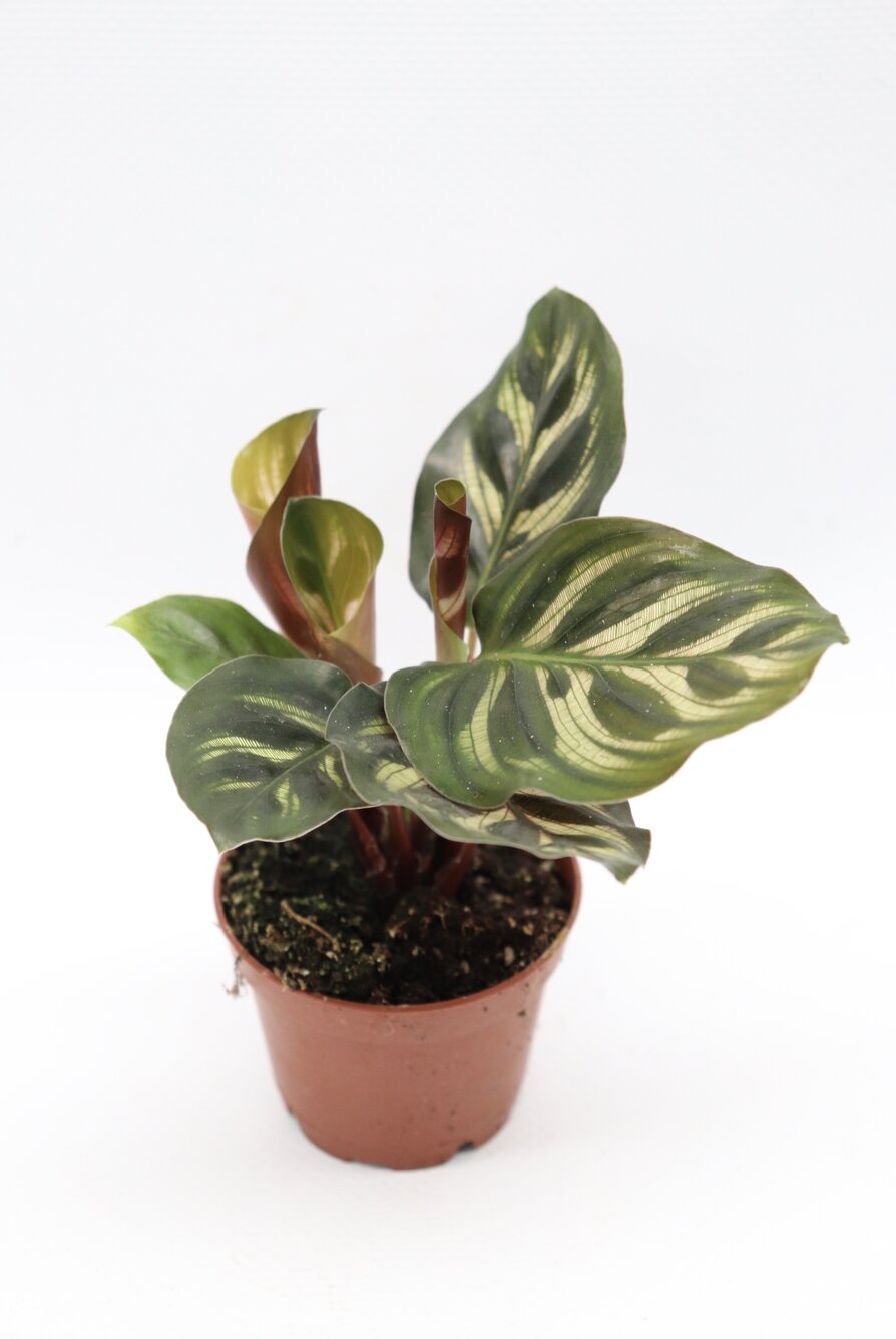 Calathea makoyana - Image 3