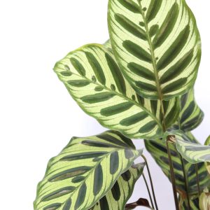 Calathea makoyana