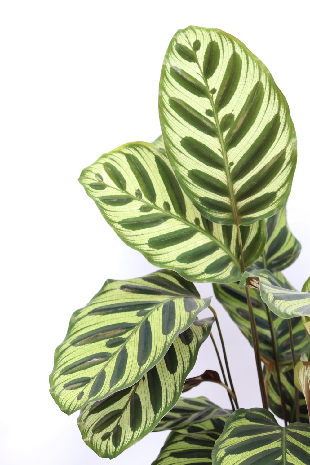 Calathea makoyana