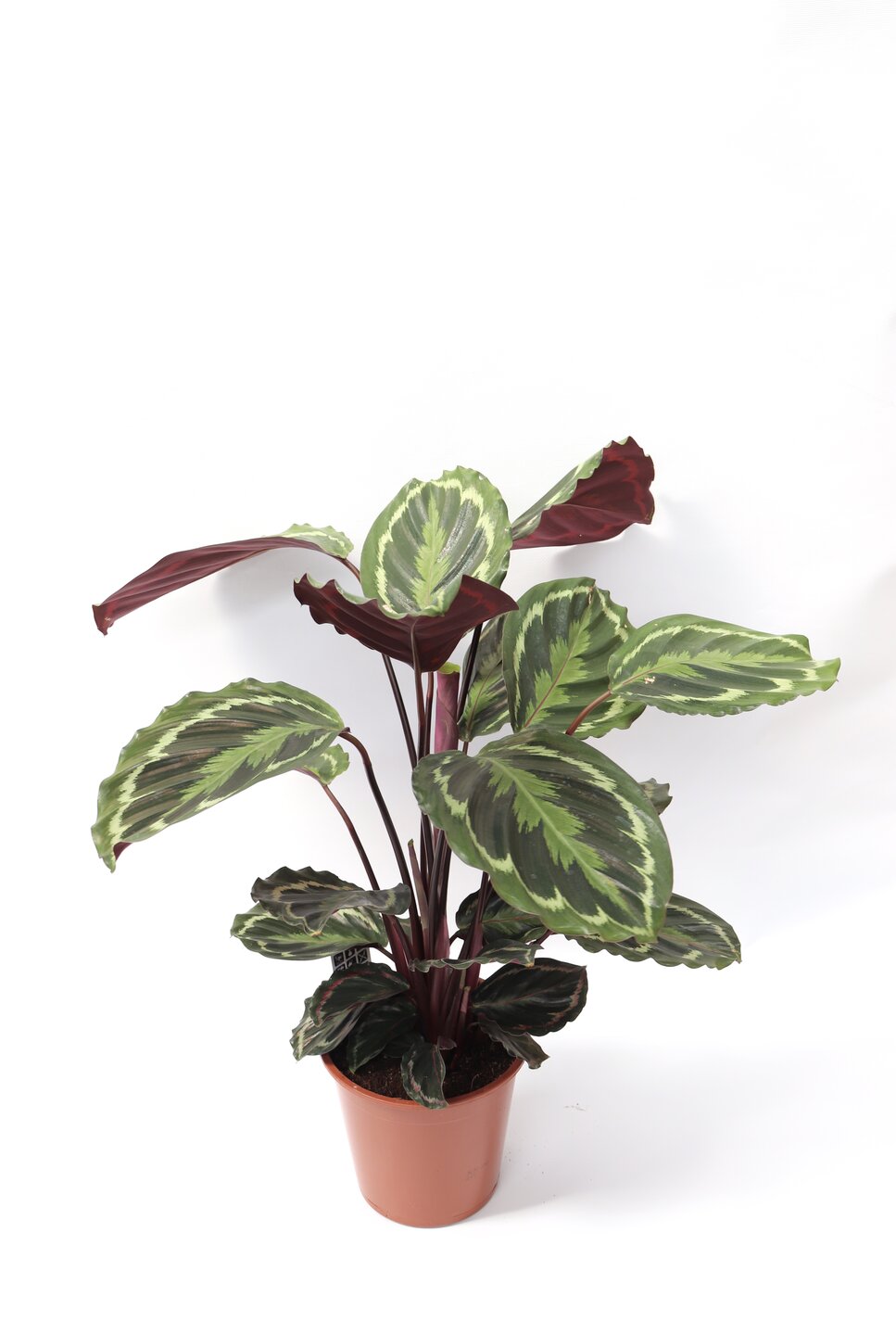 Calathea roseopicta 'Medallion' - Image 3