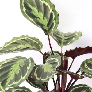 Calathea roseopicta 'Medallion'
