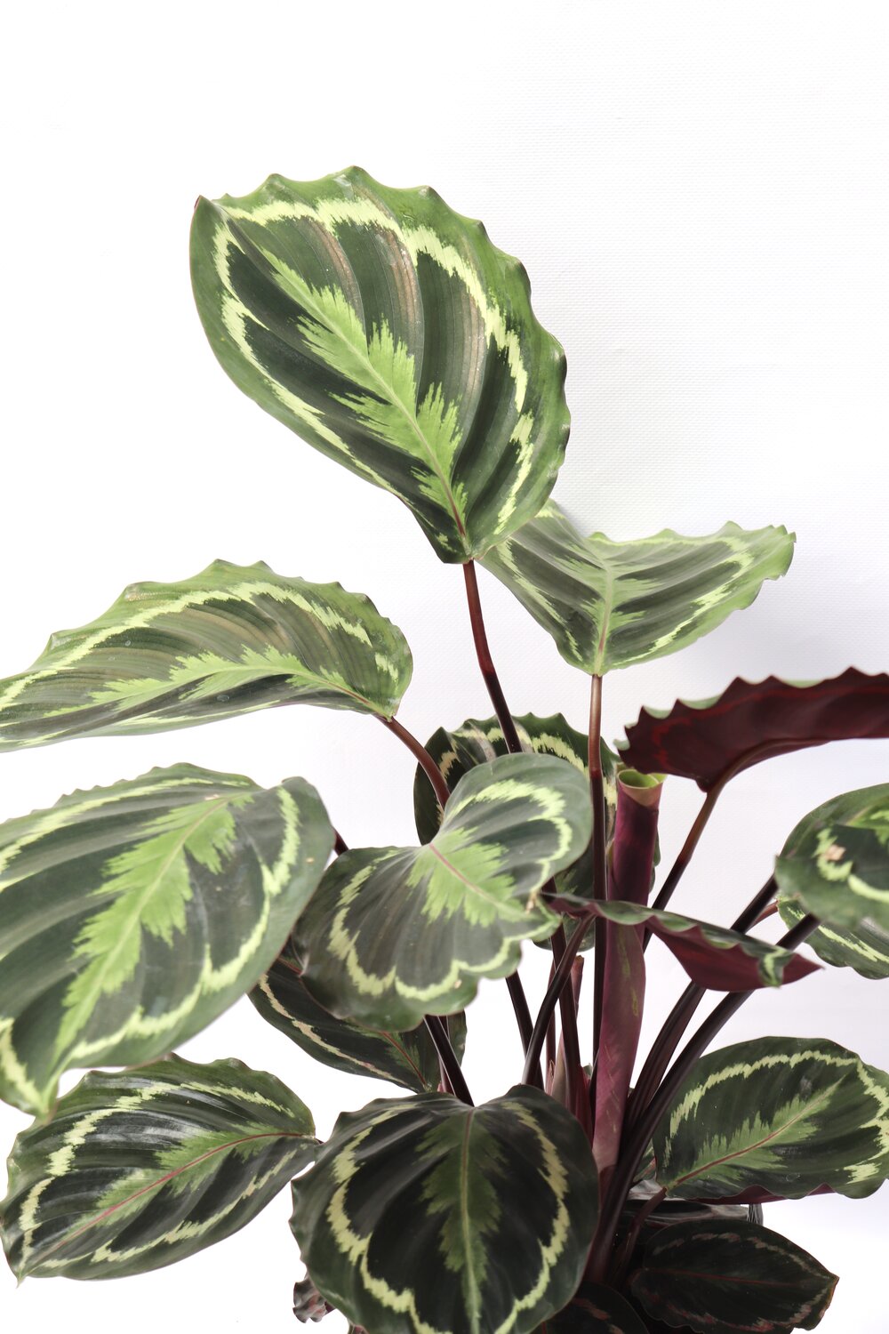 Calathea roseopicta 'Medallion'