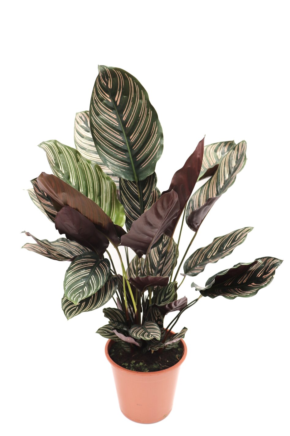 Calathea ornata 'Sanderiana' - Image 4