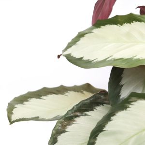 Calathea picturata 'Argyrea'