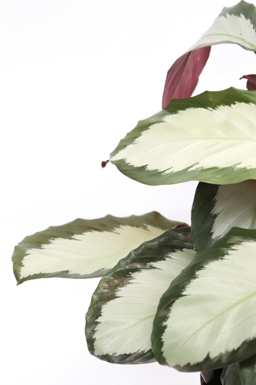 Calathea picturata 'Argyrea'