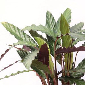 Calathea rufibarba