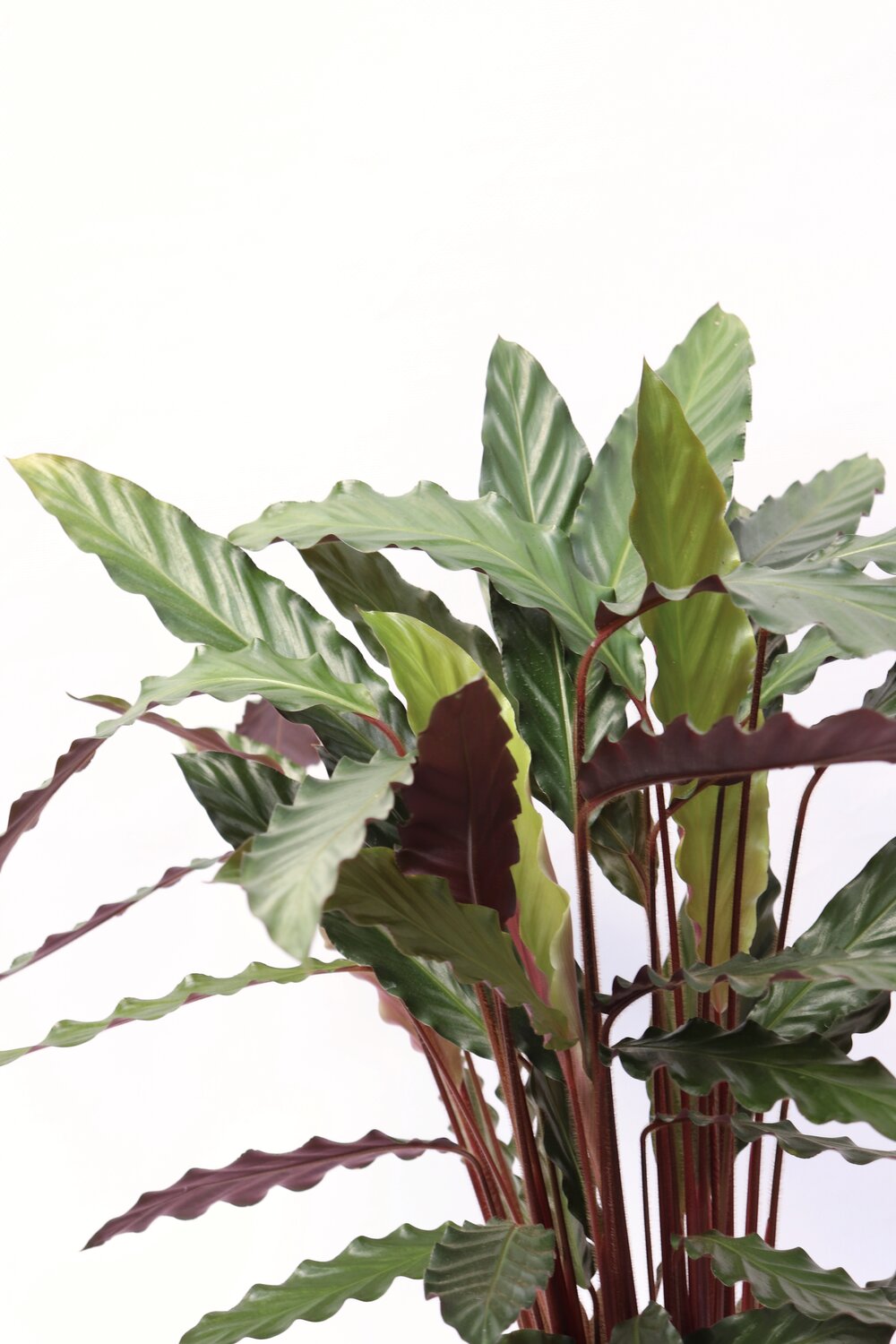 Calathea rufibarba