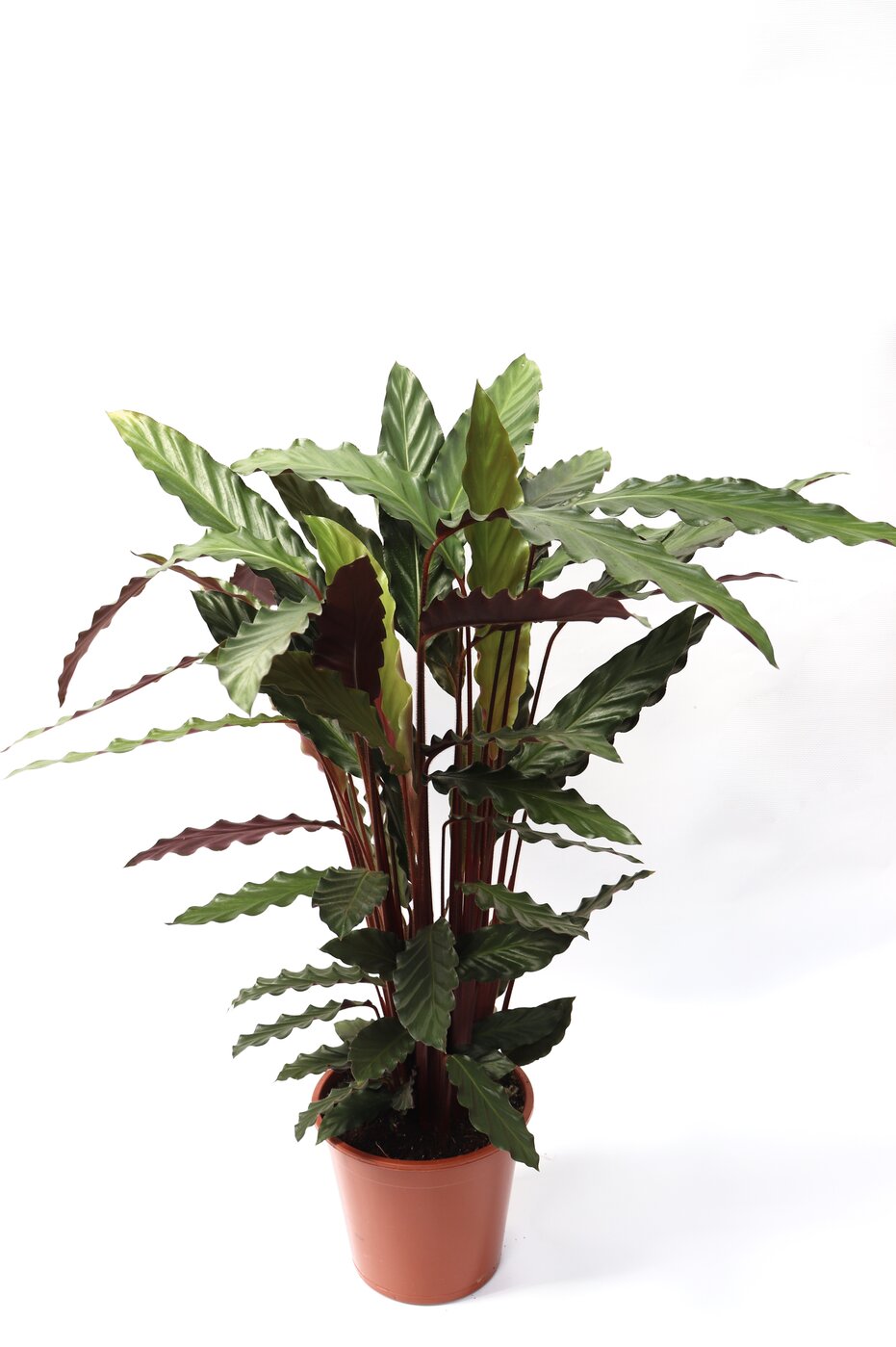 Calathea rufibarba - Image 9