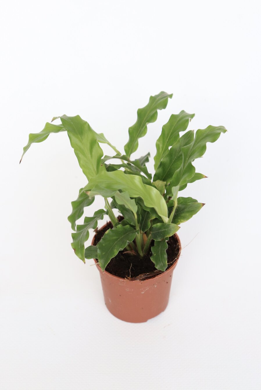 Calathea rufibarba - Image 2