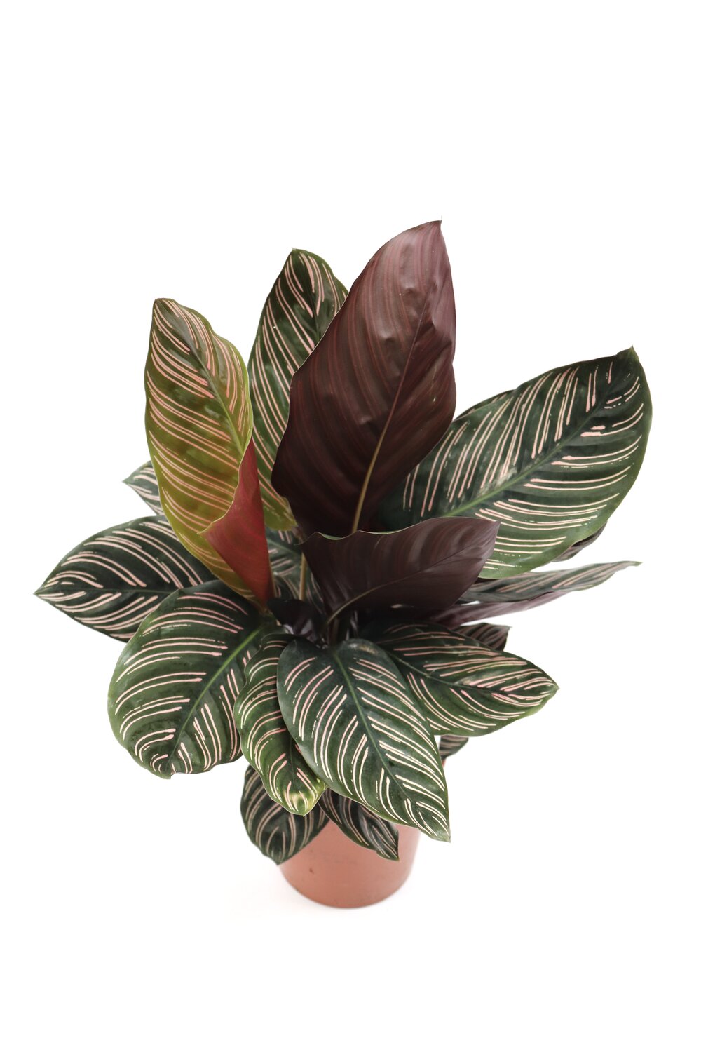 Calathea ornata 'Sanderiana' - Image 2