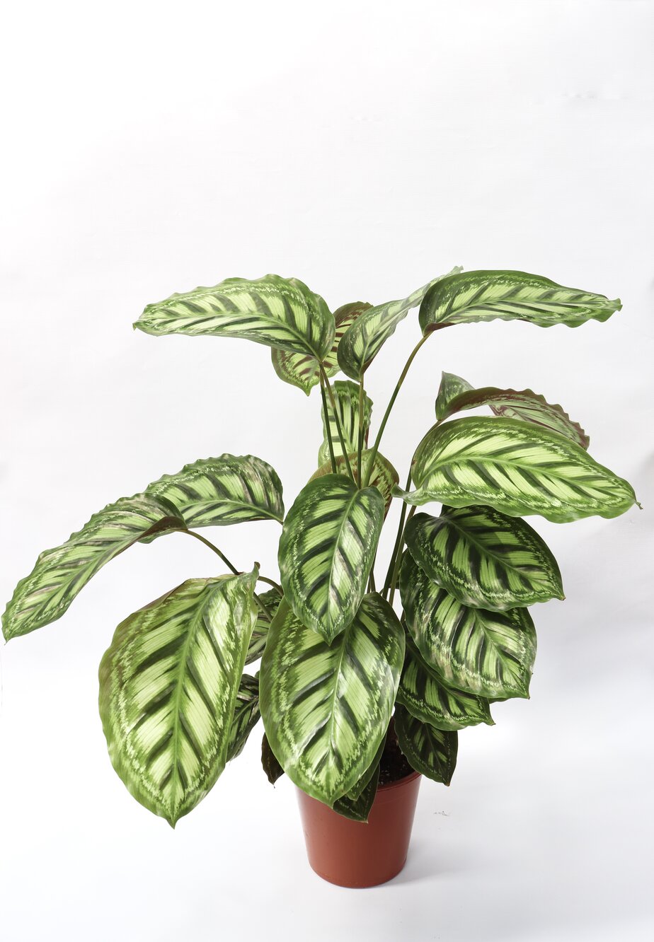 calathea_flamestar_v19-planthiza