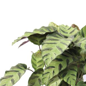 Calathea kumsum