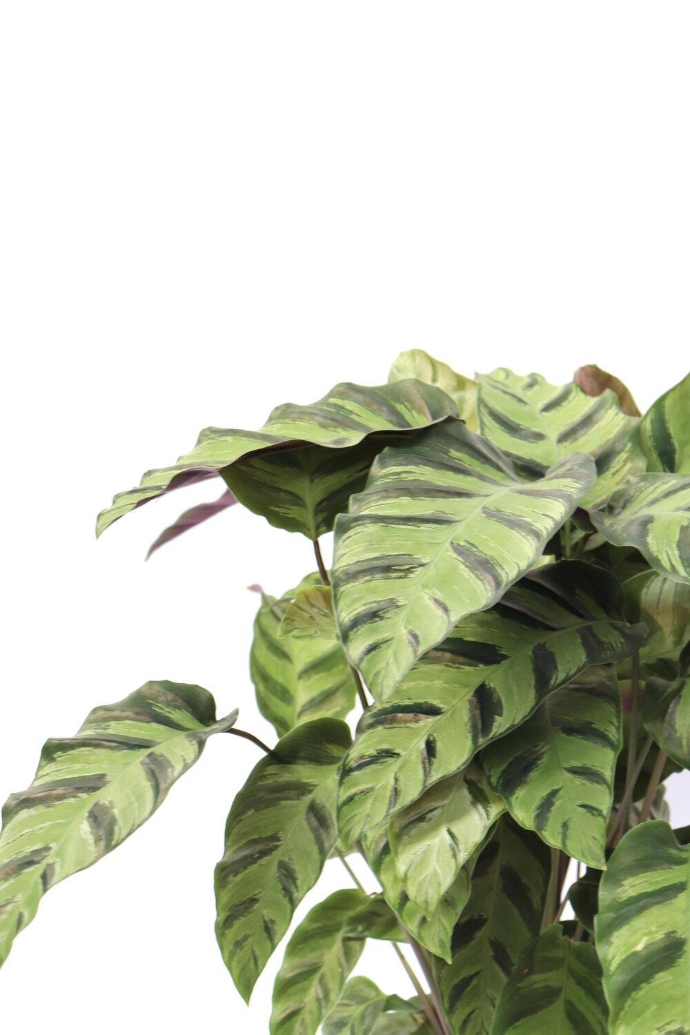 Calathea kumsum