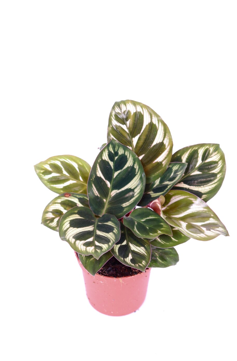 Calathea makoyana - Image 4