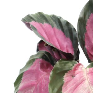 rsz_calathea_pictura-crimson-zoom-planthiza