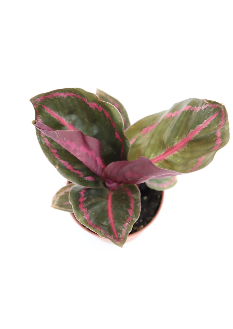 Calathea roseopicta 'Illustrious' - Image 4