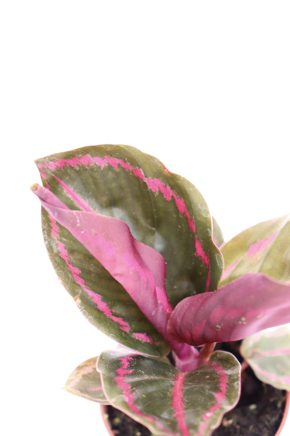 Calathea roseopicta 'Illustrious'